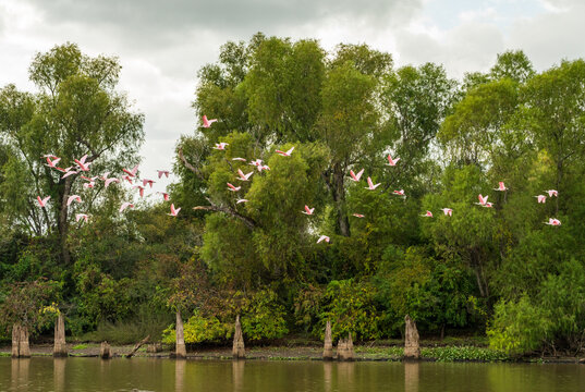 Large flock of Roseate spoonbill birds taking flight by the bald cypress and calm waters of Atchafalaya Basin near Baton Rouge Louisiana - Powered by Adobe