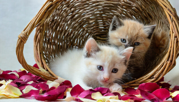Adorables chatons dans un panier d'osier