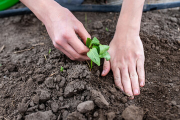 Farmer's hand burying seedlings in fertile soil in vegetable garden in spring during planting