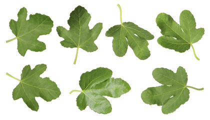 Green fig leaves isolated on white, set