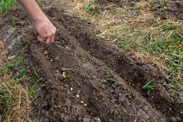 Farmer's hand planting pea seeds in fertile soil in bed in spring