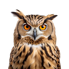 Detailed Close Up of a Half Body Owl, Isolated on Transparent Background, PNG