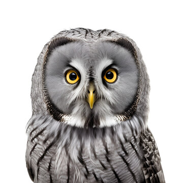 Close up Image of an Owl’s Half Body, Isolated on Transparent Background, PNG