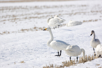 冬の田んぼに飛来したハクチョウ