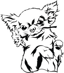 Cartoon Black and White Isolated Illustration Vector Of A Chihuahua Puppy Dog Laying On Its Back with A Rose In Its Mouth