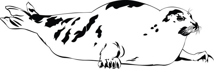 Cartoon Black and White Isolated Illustration Vector Of A Seal 