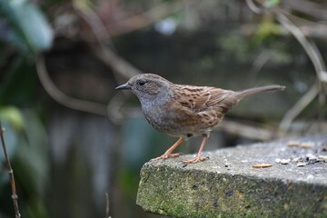 Birds and squirrel