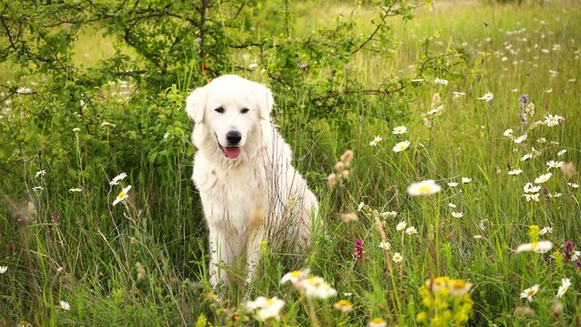 Daisies white dog Maremma Sheepdog in a wreath of daisies sits on a green lawn with wild flowers daisies, walks a pet. Cute photo with a dog in a wreath of daisies.