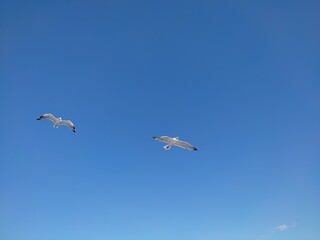 Silhouettes of two seagulls flying over the sea near the Atos peninsula in a sunny autumn day - obrazy, fototapety, plakaty
