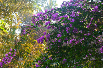 Fototapeta premium Photo of bougainvillea flowers (Bougainvillea) on the terrace of the house