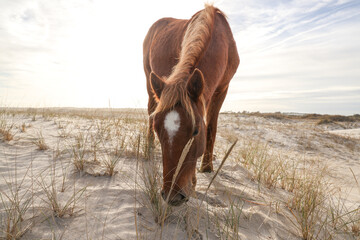 Assateague Ponies - Powered by Adobe