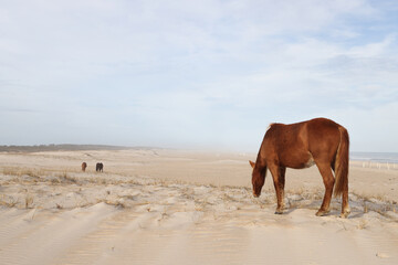 Assateague Ponies