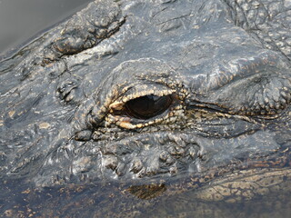 American alligator swimming in the wild.