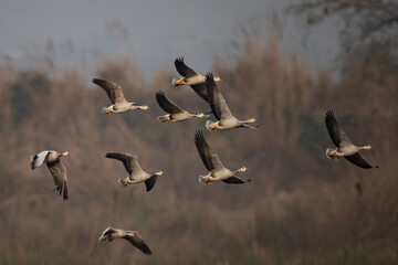 Flock of bar Headed Goose Flying 