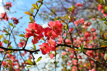 Flowers of Chaenomeles in spring in the garden. Close-up