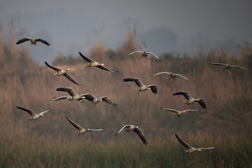 Bar Headed Goose Flying 