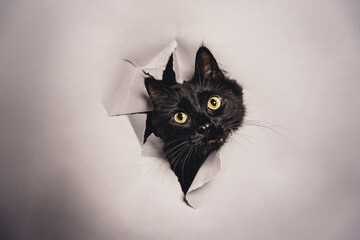 Pet portrait of a black, long-haired cat busting through paper.