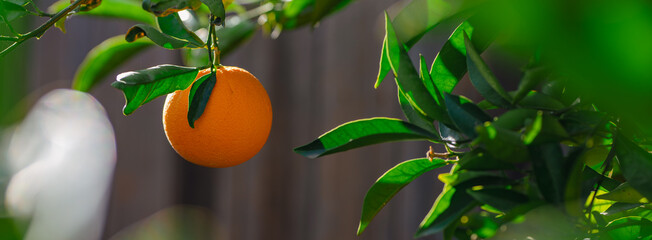 Ripe orange fruit hanging on branch panoramic 