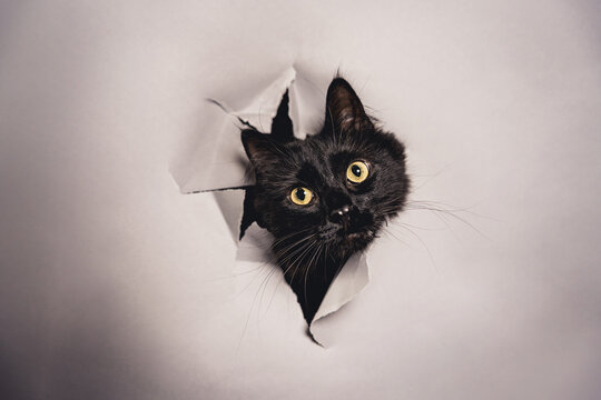 Pet portrait of a black, long-haired cat busting through paper.