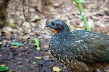 Jacuguaçu  (Penelope obscura Temminck)
