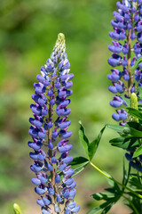 Close up of blue lupin flowers in bloom