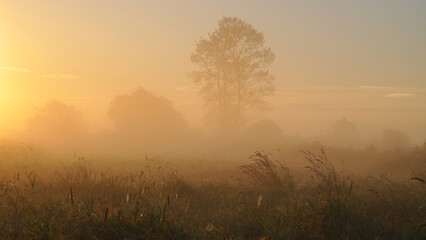 Fototapeta na wymiar morning fog in the field