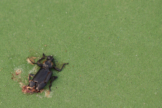 squished bug on ground