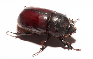 European rhinoceros beetle (Oryctes nasicornis) is a large flying beetle belonging to the subfamily...