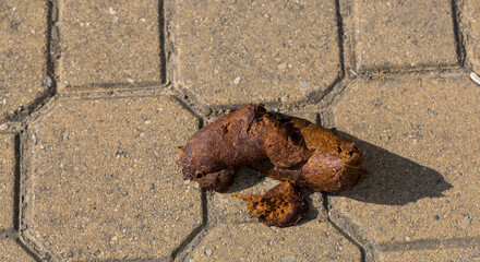 Dog feces on the sidewalk.  Urbanism and animals.
