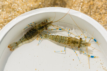 Palaemon elegans sometimes known by the common name rockpool shrimp, is a species shrimp of the family Palaemonidae.
