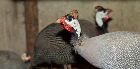Domestic guineafowl, sometimes called pintade, pearl hen, or gleany.