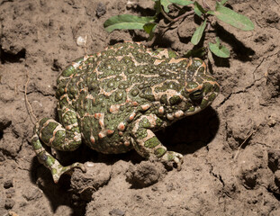 European green toad. Bufotes viridis. An amphibian sits on the ground.
