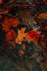 Leaves in the water.