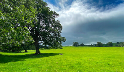 Rural landscape, on a cloudy day, with large fields, old trees, and rain clouds over the hills near, Addingham, UK