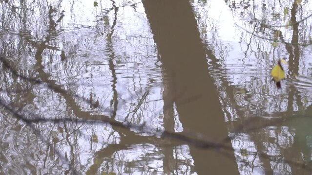 Water reflection with trees