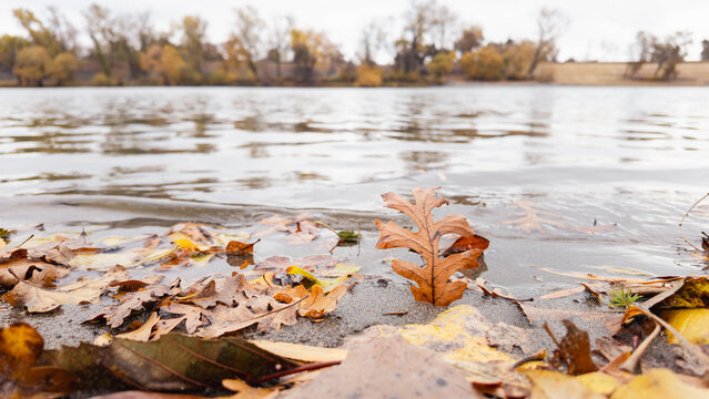 Leaves on sandy levee of the sacramento river in fall 
