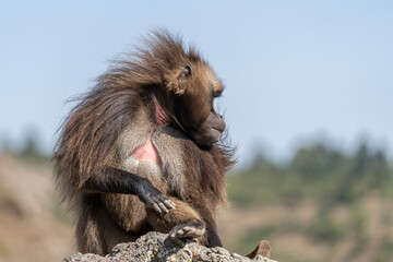 Alpha male of endemic animal Gelada monkey, Theropithecus gelada, Simien Mountains, Africa, Ethiopia