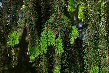 A branch of European spruce or Picea abies with young shoots. Cultivar Virgata or Snake branch spruce