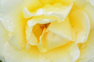 Close up of Fresh beautiful yellow rose petals.  