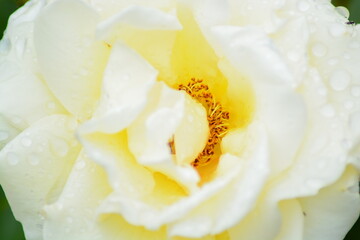 Close up of Fresh beautiful yellow rose petals.  