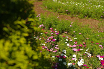 公園で咲くコスモス