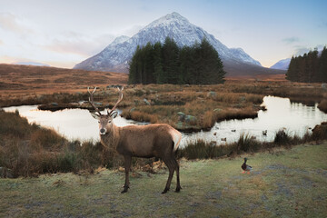 A Scottish Red Deer (Cervus elaphus scoticus) stag and male mallard (Anas platyrhynchos) at Buachaille Etive Mor in the dramatic mountain landscape of Glencoe in the Scottish Highlands, Scotland.