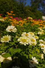 公園で咲き広がるカラフルな花