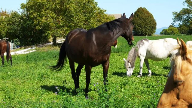 Cheval en nature