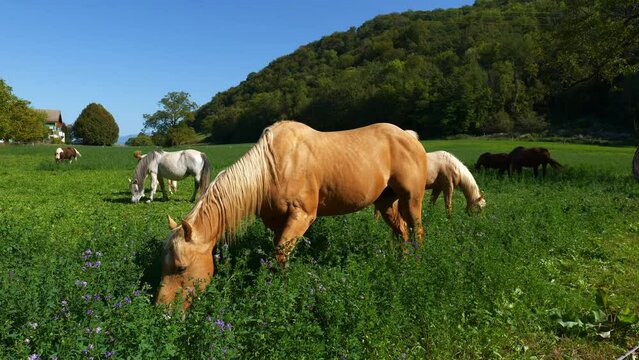 Cheval en nature