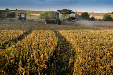 Fototapeta premium two combine harvesters, a field with footprint patterns on cut stubble after harvesting