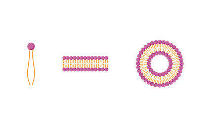 Liposome and bilayer structure. Phospholipid with hydrophilic head and hydrophobic tails. Drug encapsulation. Vector illustration.
