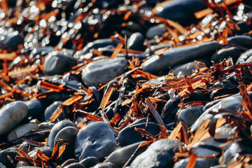 Washed up seaweed on the pebble beach of Eze sur Mer - obrazy, fototapety, plakaty