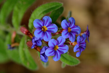 Fototapeta premium Alkanna macrophylla, Boraginaceae, endemic plant with blue flowers in Turkey.
