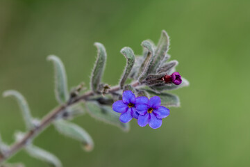 Alkanna macrophylla, Boraginaceae, endemic plant with blue flowers in Turkey.